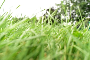 green grass