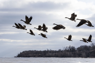 Hunting season waterfowl, geese, ducks. The many hunters waiting for the flocks of geese and ducks...