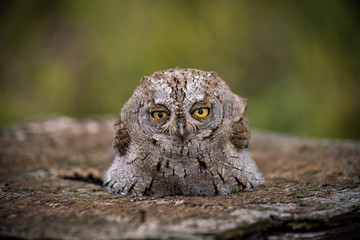 owl, guest from the wild