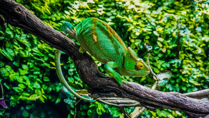 green lizard disappears in the background