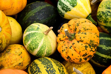 Zierkürbisse, verschiedene Farben und Sorten