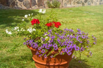 beautiful colored potted flowers in a park on a sunny day