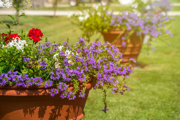 beautiful colored potted flowers in a park on a sunny day