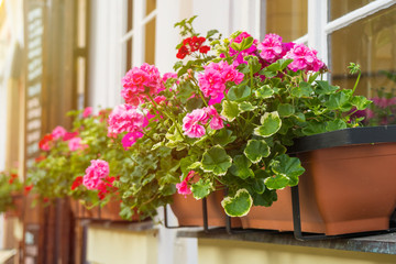 Fototapeta na wymiar Window with flowers in italian house, windows with flowers