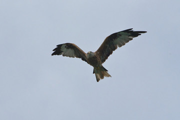 Red Kite (Milvus milvus) in the air