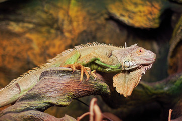 Adult male of green iguana