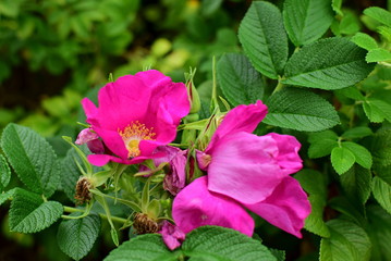 a blooming wrinkled rose in the garden rosa rugosa