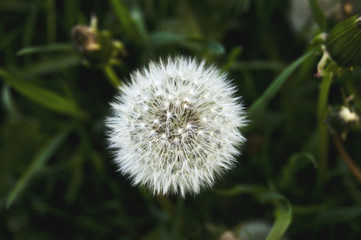 dandelion in the grass