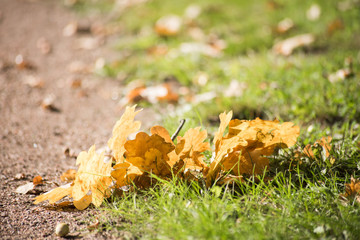 Yellow oak branch lies on the grass in the sunlight