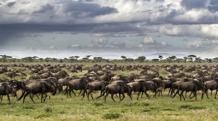 Wildebeest migration in the green season in Serengeti Natioanl Park in Tanzania