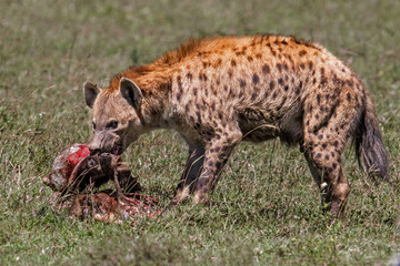 Hyena with a part of a young wildebeest as prey in the Serengeti National Park - Tanzania