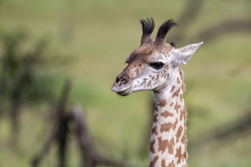 Portrait of a young baby giraffe in the Serengeti National Park in Tanzania
