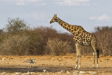 Kori bustard and giraffe drinking together in a waterhole in Etosha National Park in Namibia