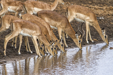 Impala drinking in a waterhole in Etosha National Park in Namibia