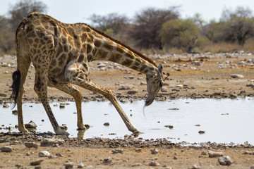 Drinking giraffe in a waterhole in the very dry and big Etosha National Park in Namibia