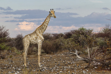 Giraff with sundown in Etosha National Park in Namibia