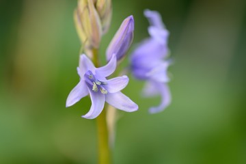 Close up of a bluebell flower in bloom © tom