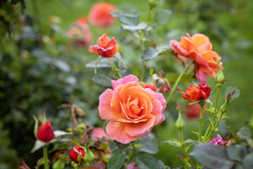 Rio samba Rose