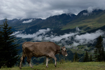 Fototapeta na wymiar cows in the clouds