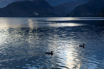 Obraz premium View of Lake Bled with The Assumption of Mary church on Bled island. Ducks swimming in the foreground. Sunlight reflects in the lake.