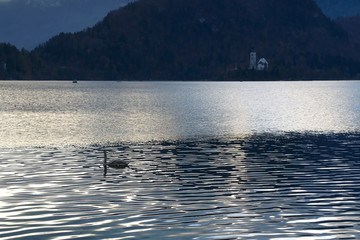 View of Lake Bled with The Assumption of Mary church on Bled island. Swan swimming in the foreground. Sunlight reflects in the lake.