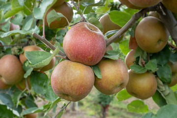 closeup of a apple tree with ripe apples (boskoop)