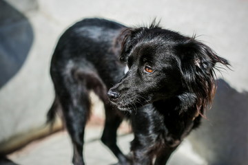Cute black mixed breed dog with brown eyes standing on grey pavement in the street looking sideways, sunny day, shadows behind 