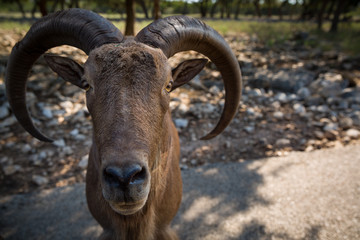 Fototapeta premium Alpine ibex (Bovidae) stands on the road in the shade of green trees in the sunny in the morning. Nature and wildlife concept