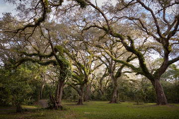 Branches of large forest trees in the park. Green spaces in a large nature park, outside the city