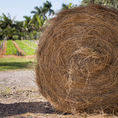 Closeup of rolls of haystack on the ground. A sunny landscape with a haystack in a farm in the USA. The concept of agriculture. Summer, rural landscape.