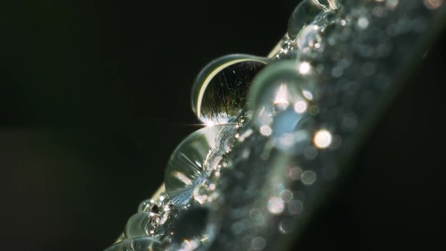 Beautiful natural background with dew drops on green reed leaf in the morning sun and inverted swamp image in the drop. Macro shot.