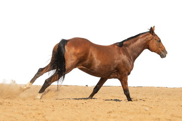 Brown and red horse galloping on sand on a white background, without people.
