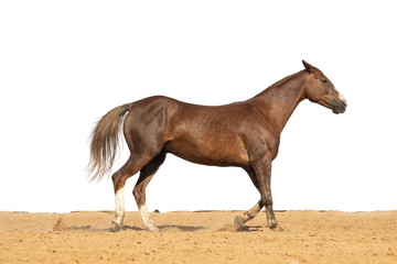 Brown and red horse galloping on sand on a white background, without people.