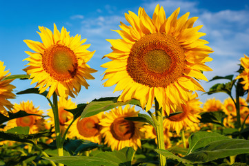 Blooming sunflower field