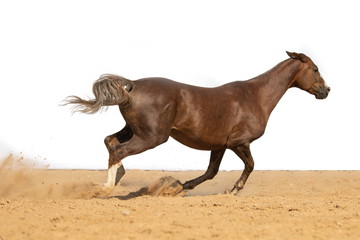Brown and red horse galloping on sand on a white background, without people.