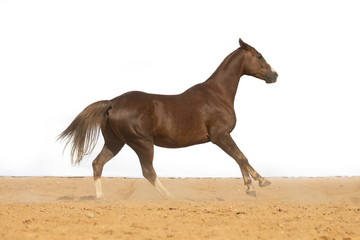 Brown Horse gallops through the sand into the pen, without people.