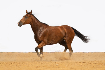 Brown Horse gallops through the sand into the pen, without people.
