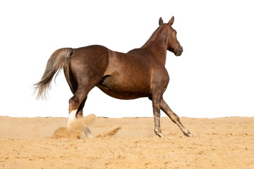 Brown Horse gallops through the sand into the pen, without people.
