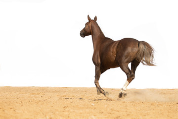 Brown Horse gallops through the sand into the pen, without people.