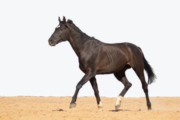 Brown horse jumps on sand on a white background
