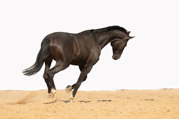 Brown horse jumps on sand on a white background
