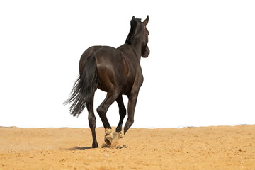 Brown horse jumps on sand on a white background