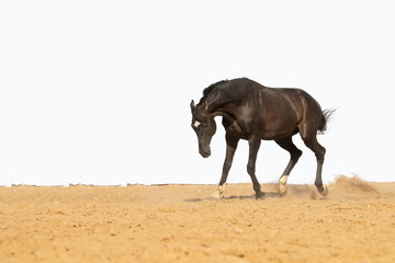 Bay horse gallops through the sand in a pen on a white background, without people.