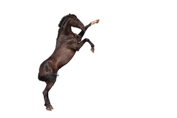 Brown horse jumps on sand on a white background