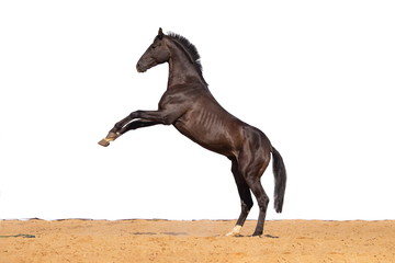 Brown and red horse jumps on sand on a white background