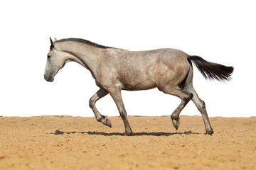 Grey foal horse jumps on sand on a white background