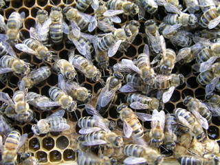 Mistress bee colonies. Queen bee is larger than worker bee. Queen bee surrounded by her workers. Bees inside beehive with queen bee in middle. Errors in the breeding of queen bees.