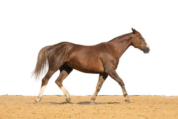 Brown and red horse galloping on sand on a white background, without people.