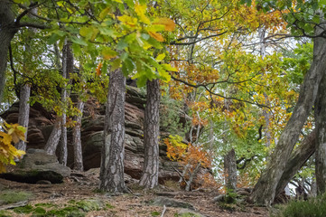 Arbres et rochers à l'automne