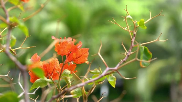 Red bougainvillea in bloom in 4k slow motion 60fps